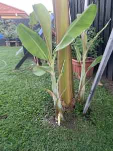 Ladyfinger banana pups, about 1metre tall, easy to grow.