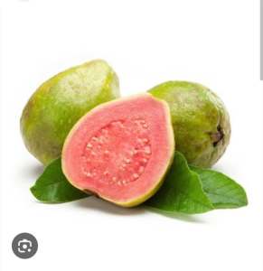 Guava plants Thai Variety Pink