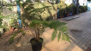 Tree ferns in pots $100 margaret river