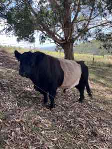 Belted Galloway Bulls