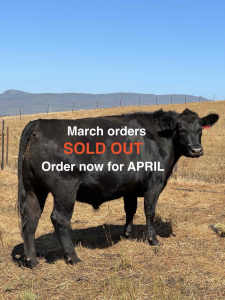 Livestock Cattle steer beef meat. Purchase a share.