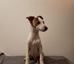 ANKC Registered Whippet Puppies For Sale !