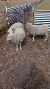 2 healthy lamb for sale