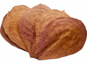 Almond Leaves: A Natural Solution for Aquarium Health