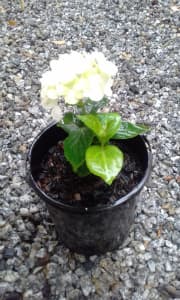White Hydrangea - NOT Flowering