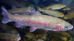 Rainbow trout for sale 