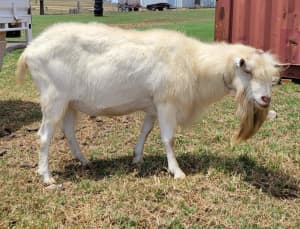 Saanan Dairy Goat Buck Registered with DGSA