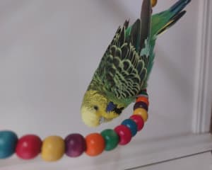 Bird Toy - Rainbow Beads Climbing And Hanging Toy BRAND NEW