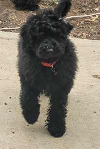 Miniature poodle solid black male dog pure breed puppy