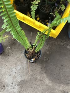 Fish bone ferns in small pots starting from $2