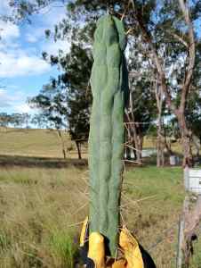 Trichocereus Bridgesii Sina Collectors Cactus 🌵