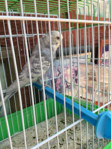 Male budgie for sale