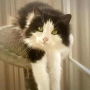 5379 : Devon - CAT for ADOPTION - Vet Work Included