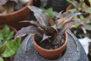 Earth Star / Cryptanthus Wild Cherry in Terracotta Pot