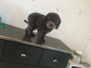 STUD $500 toy poodle male (not selling )
