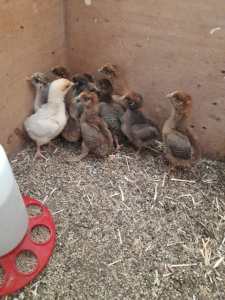 Chickens (hens) for sale, age from 2 months to 5 months