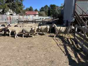 Poll Dorset Meat Sheep Ewe Lambs & Pregnant Ewes 