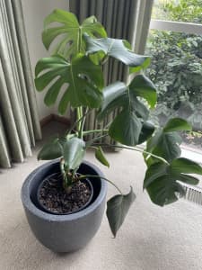 Monstera Deliciosa indoor plant