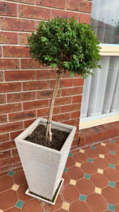 Topiary plant and pot