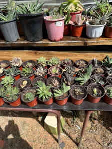 Succulents and cactus plants for sale - Mawson ACT