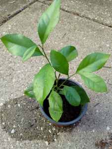 One Apple and one lemon tree seedling for sale