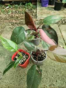Various indoor/outdoor plants 