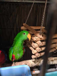 2 year old aviary bred Eclectus parrot 