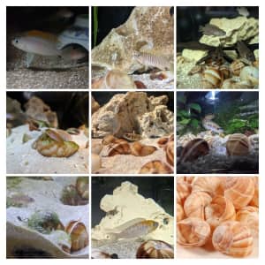 Lots of Shell Dwellers available - Lamprologus, Neolamprologus & More