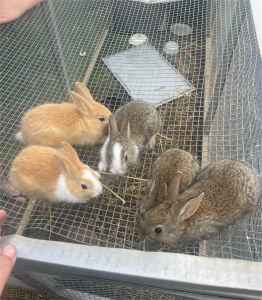 Baby rabbits and BIGG RABBITS for sale
