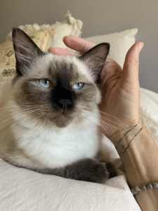 RAGDOLL - seal point 5 month old