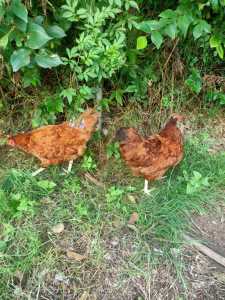 Rhode island red chickens