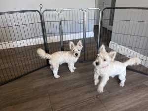 2 Male West Highland White Terriers