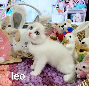 Adorable and beautiful Bi-Color Ragdoll kitten 😻
