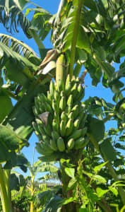Ducasse Banana Plants/Sugar Banana Plants 