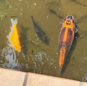 cheap Large Goldfish Koi Fish for sale