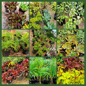 WEEKEND SALE FROM 8AM-4PM POTTED PLANTS OUTDOOR INDOOR FROM $2