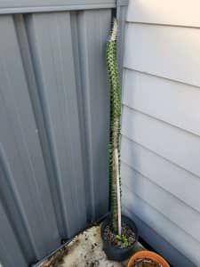 Allaudia Procera / Madagascar Ocotillo cactus rare