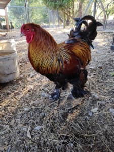 Brahma rooster pure Avgen lines 