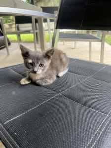 Cute grey brittish kitten