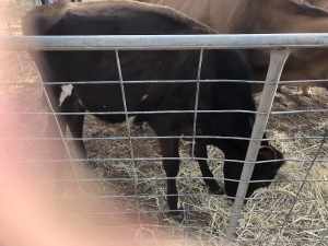 12 month old heifer calves x3 $500 each