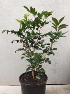Mock Orange (Murraya paniculata) 200mm pot, $16.99