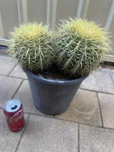 Double golden barrel cactus