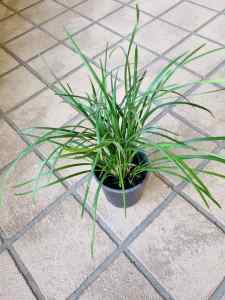 76 Liriope muscari plants for sale (Lily Turf)