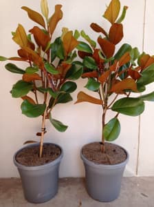 magnolia in a pot in Adelaide Region, SA | Plants | Gumtree Australia Free  Local Classifieds