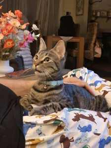 Hollie - Perth Animal Rescue inc vet work cat/kitten