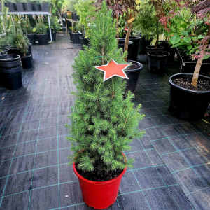 Established Picea Glauca Christmas Star Tree in 250mm pot
