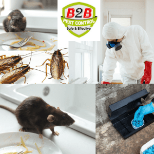 Cockroach Bedbug Spider Ants Pest control service Get free Quote