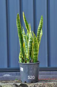 200mm Sansevieria plant (Mother-in-laws tongue)