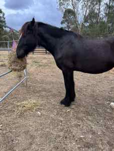 2 x horses for sale