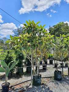 Frangipani Plants Trees Varous Sizes Well Established Mudgeeraba Gold Coast South Preview